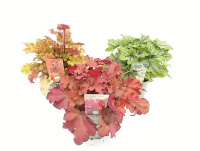 Heuchera (Purperklokje) - afbeelding 1