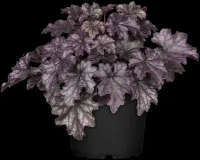 Heuchera (Purperklokje) - afbeelding 38
