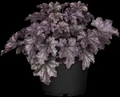 Heuchera (Purperklokje) - afbeelding 39