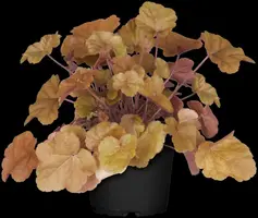 Heuchera (Purperklokje) - afbeelding 34