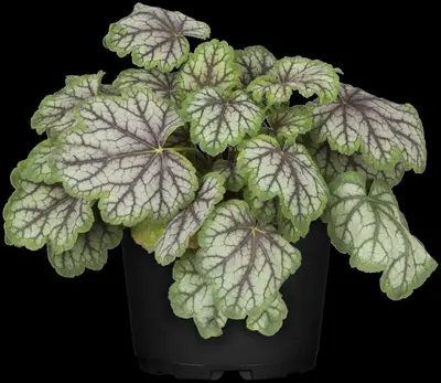 Heuchera (Purperklokje) - afbeelding 37