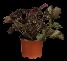 Heuchera (Purperklokje) - afbeelding 1