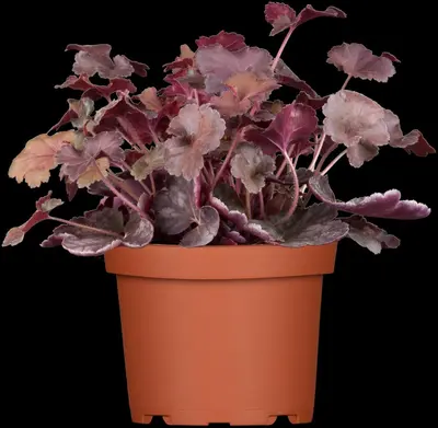 Heuchera (Purperklokje) - afbeelding 5