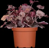 Heuchera (Purperklokje) - afbeelding 6