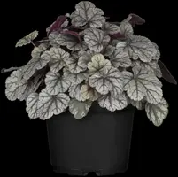 Heuchera (Purperklokje) - afbeelding 37