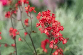 Heuchera sanguinea 'Splendens' (Purperklokje) - afbeelding 3