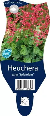 Heuchera sanguinea 'Splendens' (Purperklokje) - afbeelding 1