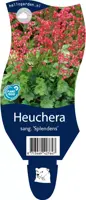 Heuchera sanguinea 'Splendens' (Purperklokje) - afbeelding 1