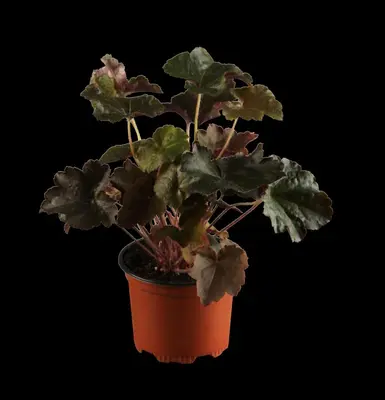 Heuchera sanguinea 'Splendens' (Purperklokje) - afbeelding 2