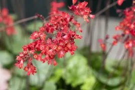 Heuchera Sanquinea Leuchtkäfer (Purperklokje) - afbeelding 3