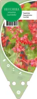 Heuchera Sanquinea Leuchtkäfer (Purperklokje) - afbeelding 1