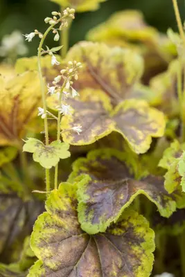 Heucherella alba 'Solar Eclipse'® (Purperklokje 'Solar Eclipse') - afbeelding 2