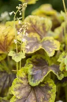 Heucherella alba 'Solar Eclipse'® (Purperklokje 'Solar Eclipse') - afbeelding 2