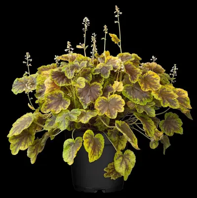 Heucherella alba 'Solar Eclipse'® (Purperklokje 'Solar Eclipse') - afbeelding 1