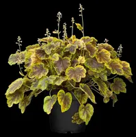Heucherella alba 'Solar Eclipse'® (Purperklokje 'Solar Eclipse') - afbeelding 1