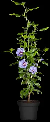 Hibiscus syriacus (Althaeastruik) - afbeelding 11