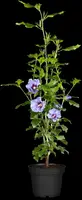Hibiscus syriacus (Althaeastruik) - afbeelding 11