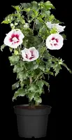 Hibiscus syriacus (Althaeastruik) - afbeelding 11