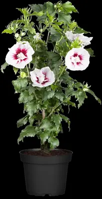 Hibiscus syriacus (Althaeastruik) - afbeelding 10