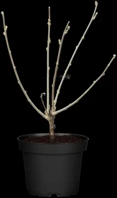 Hibiscus syriacus (Althaeastruik) - afbeelding 13