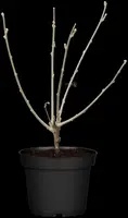 Hibiscus syriacus (Althaeastruik) - afbeelding 12