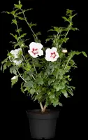 Hibiscus syriacus (Althaeastruik) - afbeelding 9