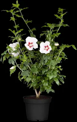 Hibiscus syriacus (Althaeastruik) - afbeelding 9