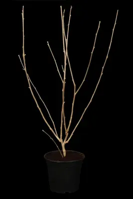 Hibiscus syriacus (Althaeastruik) - afbeelding 2
