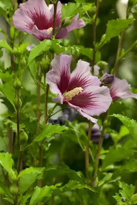 Hibiscus syriacus (Althaeastruik) - afbeelding 3