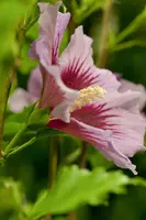 Hibiscus syriacus (Althaeastruik) - afbeelding 4