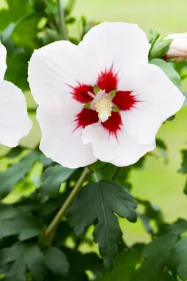 Hibiscus syriacus (Althaeastruik) - afbeelding 7