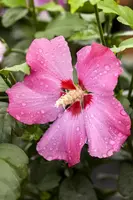Hibiscus syriacus (Althaeastruik) - afbeelding 6