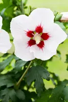 Hibiscus syriacus (Althaeastruik) - afbeelding 8