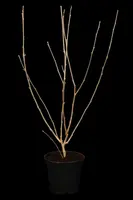 Hibiscus syriacus (Althaeastruik) - afbeelding 2