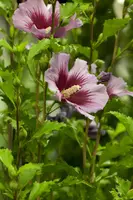 Hibiscus syriacus (Althaeastruik) - afbeelding 3