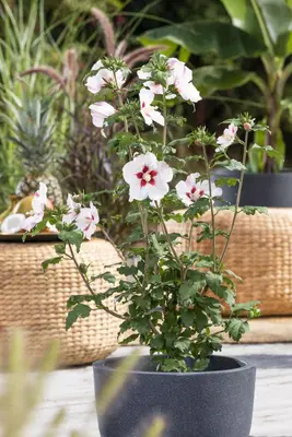Hibiscus syriacus (Althaeastruik) - afbeelding 14