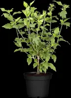 Hibiscus syriacus (Althaeastruik) - afbeelding 13