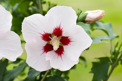 Hibiscus syriacus (Althaeastruik) - afbeelding 8