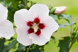 Hibiscus syriacus (Althaeastruik) - afbeelding 9
