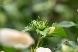 Hibiscus syriacus (Althaeastruik) - afbeelding 16