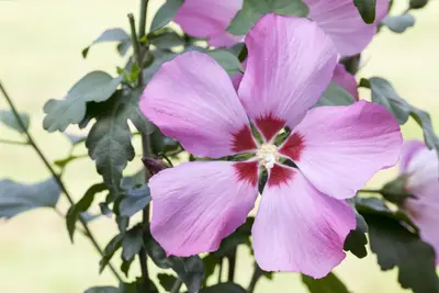 Hibiscus syriacus (Althaeastruik) - afbeelding 6