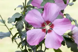 Hibiscus syriacus (Althaeastruik) - afbeelding 6