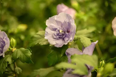 Hibiscus syriacus 'Lavender Chiffon' (Altheastruik) 60cm - afbeelding 3