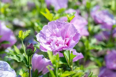 Hibiscus syriacus 'Lavender Chiffon' (Altheastruik) 60cm - afbeelding 5