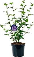 Hibiscus syriacus 'Lavender Chiffon' (Altheastruik) 60cm - afbeelding 2