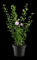 Hibiscus syriacus 'Lavender Chiffon' (Altheastruik) 60cm - afbeelding 4
