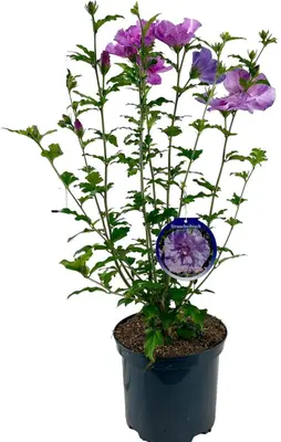 Hibiscus syriacus 'Lavender Chiffon' (Altheastruik) 60cm - afbeelding 1