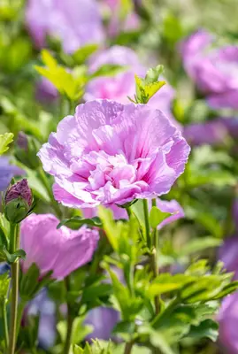 Hibiscus syriacus 'Lavender Chiffon' (Altheastruik) 60cm - afbeelding 6