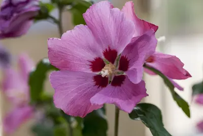Hibiscus syriacus 'Woodbridge' (Althaeastruik 'Woodbridge') - afbeelding 1