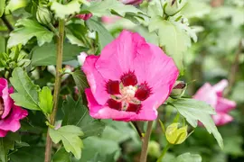 Hibiscus syriacus 'Woodbridge' (Althaeastruik 'Woodbridge') - afbeelding 2